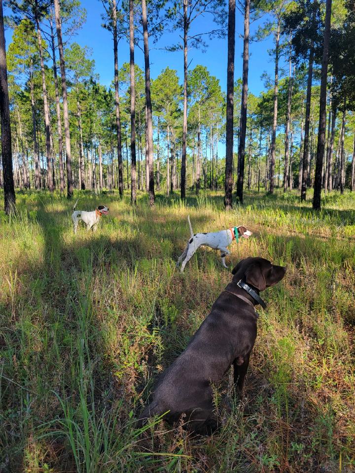 Gilchrist Club Trenton, FL Hunting